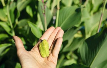 Canna lily seeds in hand of gardener in front of defocused plant background. Green and dry seed pot stages with  pile of black seeds harvested from fall garden. Lucifer Canna Lily. Selective focus.