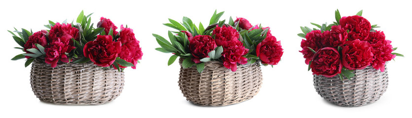 Beautiful red peonies with green leaves in wicker baskets isolated on white, collection