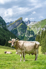 Fototapeta na wymiar Cow poses on a picturesque meadow by an alpine lake in a green valley with a mountain peak in the background on a sunny day. Seealpsee, Säntis, Wasserauen, Appenzell, Switzerland.