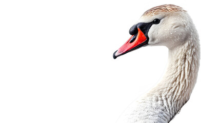 Fototapeta premium Graceful Solitude: Elegant Swan in Pose Isolated on Transparent Background
