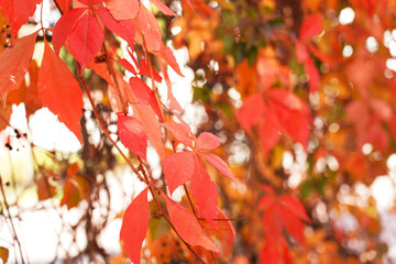 Autumn Parthenocissus tricuspidata, leaves are red