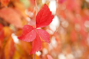 Autumn Parthenocissus tricuspidata, leaves are red