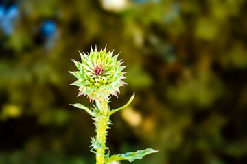 flowers of bariloche argentina in closeup