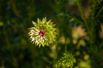 flowers of bariloche argentina in closeup