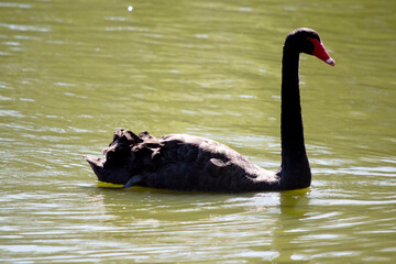 the black swan has black feathers edged with white on its back and is all black on the head and neck.