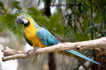 the Back and upper tail feathers of the blue and gold macaw are brilliant blue; the underside of the tail is olive yellow.