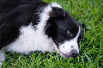 Naklejka na ściany i meble Border Collie puppy. Portrait of a dog resting on the grass in the park. Tired canine lying