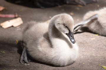 Obraz premium Cygnets are grey when they hatch with black beaks and gradually turn brown over the first six months at which time they learn to fly. the swan is black with a red beak