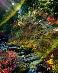Sunflare Leap: Deer in Autumnal Brilliance