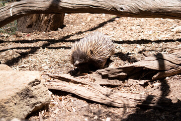 the short nosed echidna has strong-clawed feet and spines on the upper part of a brownish body. The snout is narrow and the mouth is small, with a tongue that is long and sticky