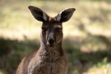 the Kangaroo-Island Kangaroo has a brown body with a white under belly. They also have black feet and paws