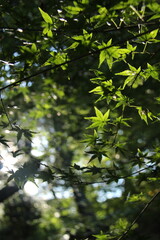 もみじ『秋色　紅葉』落ち葉 Maple autumn ` 秋`autumn color autumn