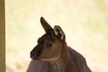 the kangaroo-Island Kangaroo has a brown body with a white under belly. They also have black feet and paws