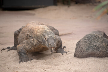 Komodo dragons are large lizards with long tails, strong and agile necks, and sturdy limbs.  Adults are an almost-uniform stone color with distinct, large scales