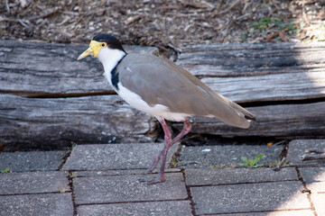 The Masked Lapwing is mainly white below, with brown wings and back and a black crown. Birds have large yellow wattles covering the face,