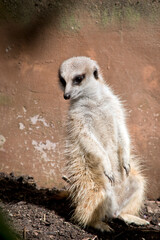 the meerkat has bushy brown fur, a small, pointed face, and large eyes surrounded by dark patches.