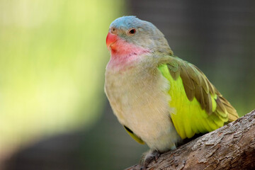 the princes parrot has a pink neck and a light blue head and green wings