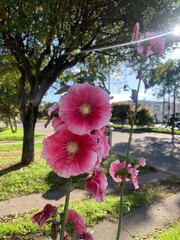 Alcea, hermosa flor campestre que atrae tanto a mariposas como a colibríes © Karina