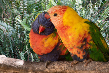 The rainbow lorikeet has a bright yellow-orange/red breast, a mostly violet-blue throat and a yellow-green collar.