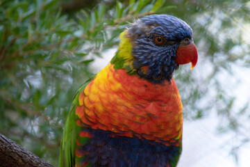 The rainbow lorikeet has a bright yellow-orange/red breast, a mostly violet-blue throat and a yellow-green collar.