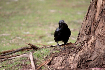 Australian Ravens are black with white eyes in adults. The feathers on the throat (hackles) are longer than in other species