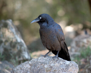 Australian Ravens are black with white eyes in adults. The feathers on the throat (hackles) are longer than in other species