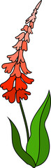 Hand drawn flora illustration on transparent background.