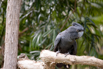 Male Red-tailed Black Cockatoos are black with two vibrant red stripes in the tail. They also have a very full crest and a black bill.