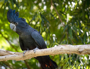 Male Red-tailed Black Cockatoos are black with two vibrant red stripes in the tail. They also have a very full crest and a black bill