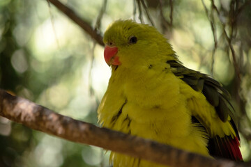 The male Regent Parrot has a general yellow appearance with the tail and outer edges of the wings being dark blue-black.