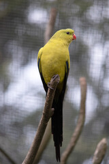 The female regent parrot is all light green. It has yellow shoulder patches and a narrow red band crosses the centre of the wings and yellow underwings.