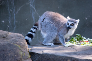 the ring tailed lemur is checking over his shoulder to see if any other lemurs are around