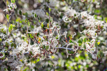 Cercocarpus betuloides  birch leaf mountain mahogany flower plant forest  nature wildlife