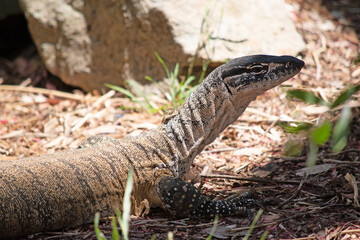 Rosenberg's monitor lizards have elongated head and neck, a relatively heavy body, a long tail, and well-developed legs. Their tongues are long, forked, and snakelike.