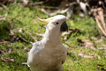 Fototapeta premium The sulphur crested cockatoo is a white bird with a yellow crest