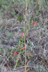 Standing cypress Ipomopsis rubra red flower wildflower wild field grass