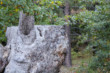 woods woodland outdoors nature background outside plants closeup leaves