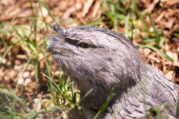 Naklejka na ściany i meble the tawny frogmouth has a mottled grey, white, black and rufous â€“ the feather patterns help them mimic dead tree branches. Their feathers are soft, like those of owls,