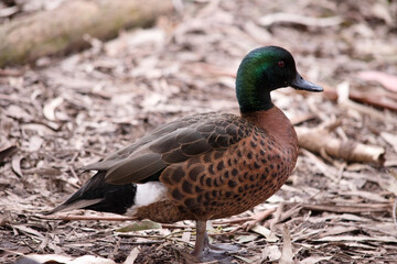 the male the chestnut teal duck has a green head and neck and a brown body