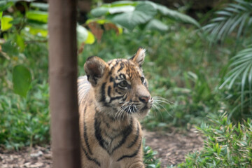 At four months of age tiger cubs are about the size of a medium-sized dog and spend their day playing, pouncing and wrestling with siblings