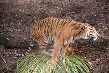 Tiger cubs are born with their stripes and only drink their mothers milk until they are 6 months old
