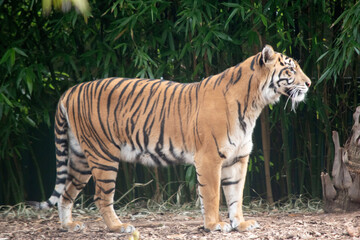 the tiger is watching over her cubs