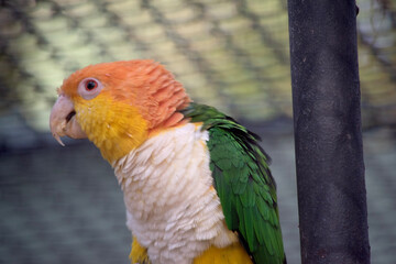White bellied caique has a white, hooked beaks with pink nostrils on their ceres, a patch of bare skin above bird beaks...