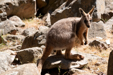 The Yellow-footed Rock-wallaby is brightly coloured with a white cheek stripe and orange ears. It is fawn-grey above with a white side-stripe, and a brown and white hip-stripe.