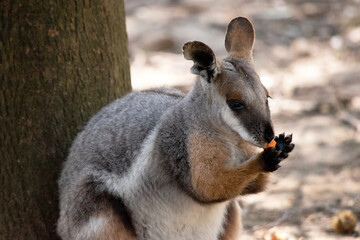 The Yellow-footed Rock-wallaby is brightly coloured with a white cheek stripe and orange ears