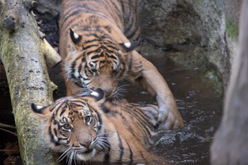 Young tigers have a coat of golden fur with dark stripes, the tiger is the largest wild cat in the...