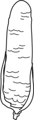 Hand drawn corn illustration on transparent background.

