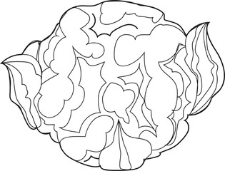 Fototapeta premium Hand drawn broccoli illustration on transparent background. 