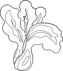 Fototapeta premium Hand drawn lettuce illustration on transparent background. 