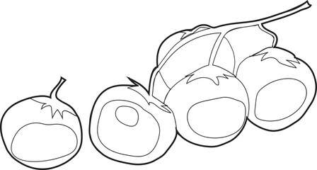 Vegetable illustration on transparent background.
